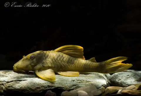 Peckoltia sp.