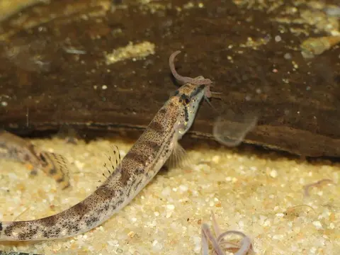 Kottelatlimia hipporhynchos