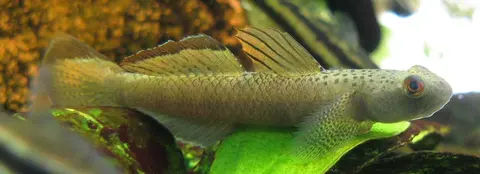 Stiphodon maculidorsalis