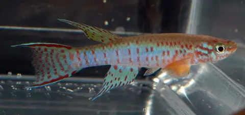 Aphyosemion elberti