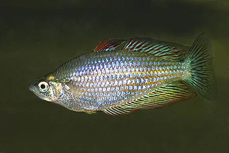 Melanotaenia splendida splendida