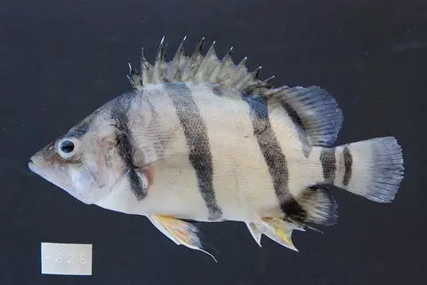 泰北虎鱼