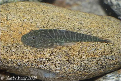 Gastromyzon zebrinus