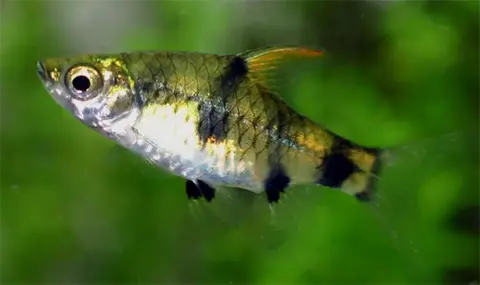 Pethia canius