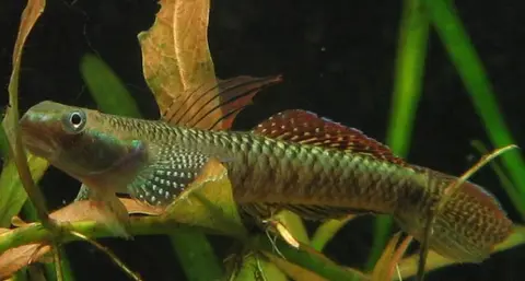 Stiphodon ornatus