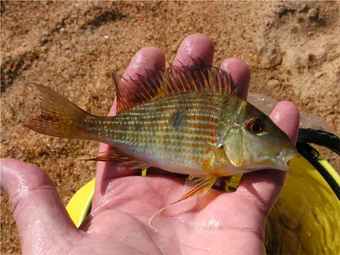 Geophagus brokopondo