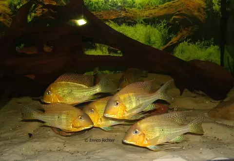 Geophagus altifrons