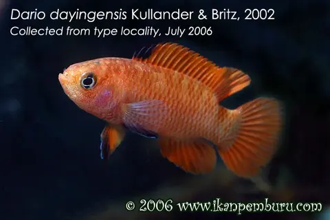 Dario dayingensis