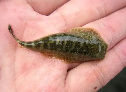 Gastromyzon sp. 'SK01'