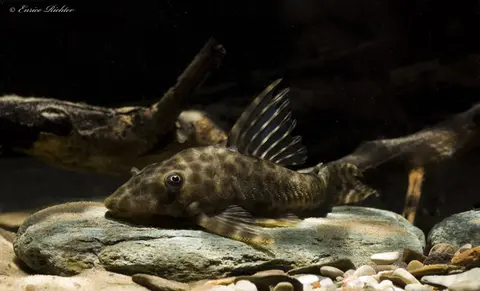 Peckoltia bachi