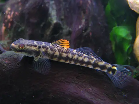 Stiphodon maculidorsalis