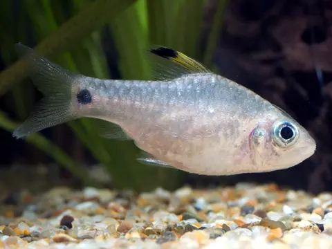Oreichthys crenuchoides