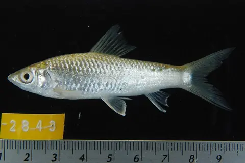Gymnostomus lobatus
