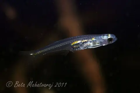 Danionella priapus