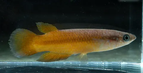 Pachypanchax omalonotus