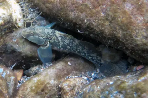 河川吻鰕虎鱼