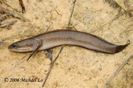 Channa baramensis