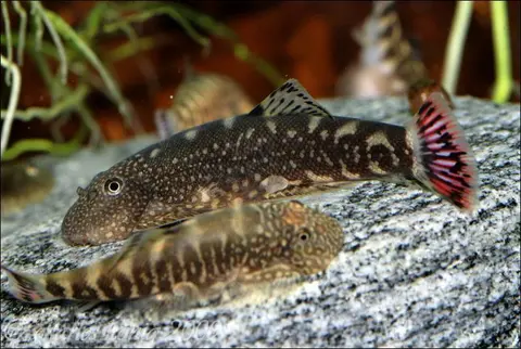 Gastromyzon ocellatus