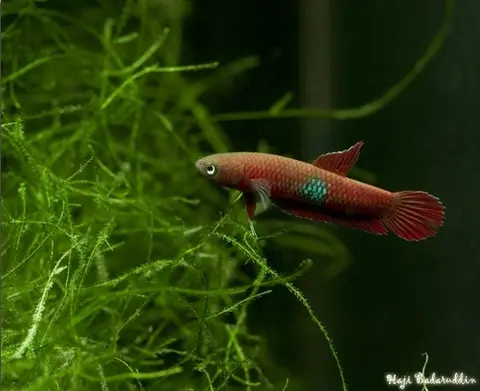苏拉威西抟鱼