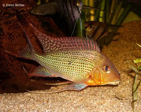 Geophagus altifrons