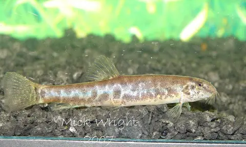 Lepidocephalichthys sp. 'LE1'