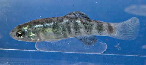 Anatolichthys transgrediens