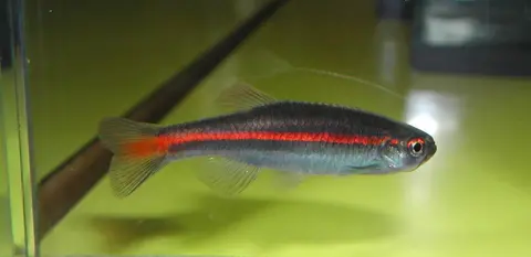 Danio jaintianensis