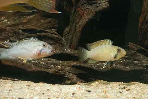 Apistogramma sp. 'Kelleri'