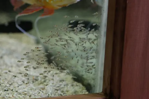 Geophagus altifrons