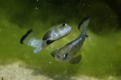 Cyprinodon alvarezi