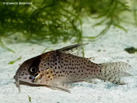 Hoplisoma kanei