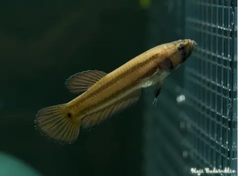 大口抟鱼