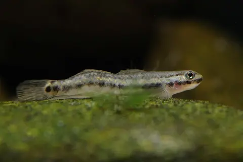 浅红枝牙鰕虎鱼