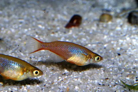 Oryzias wolasi
