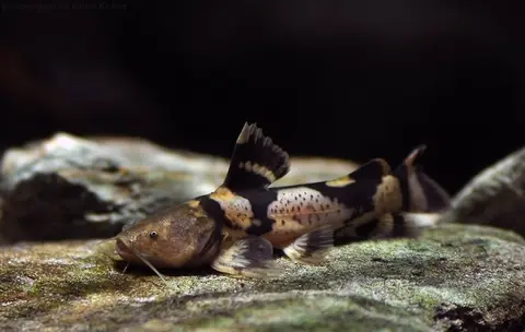 Pseudopimelodus bufonius