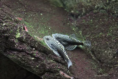 思凡腹吸鳅