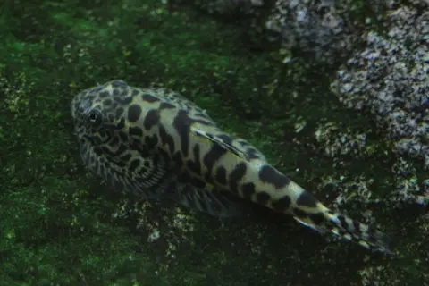 Sewellia elongata