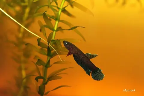 红鳍抟鱼