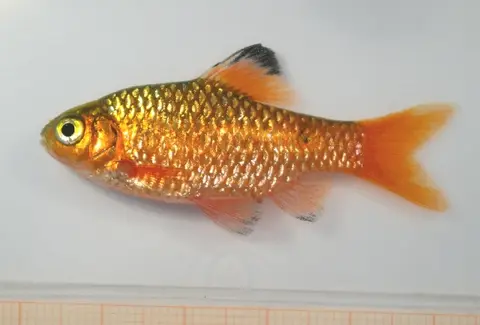 玫瑰鲫