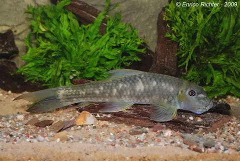 Garra salweenica