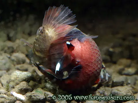 似鳢搏鱼