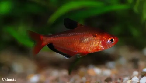 艳魮脂鲤