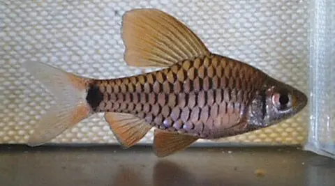 Oreichthys sp. 'Myanmar Redfin'