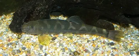 圆斑南鳅