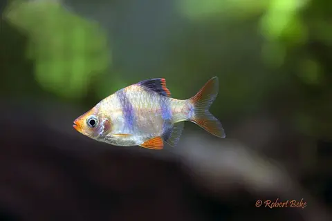 虎皮鱼