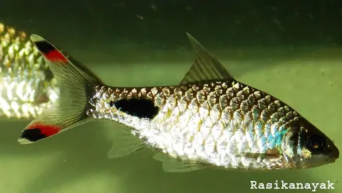 Dawkinsia assimilis
