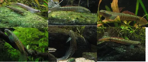 Stiphodon ornatus