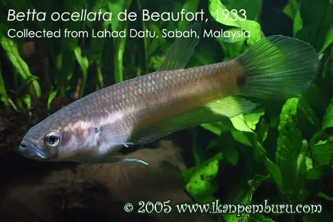 Betta ocellata