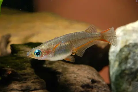 Oryzias woworae