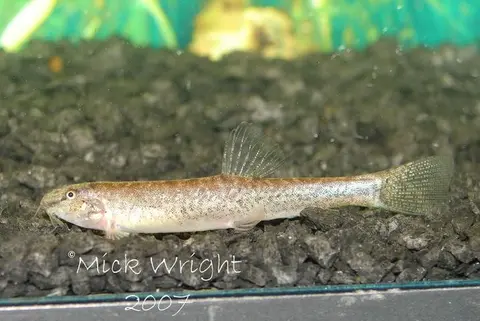 Lepidocephalichthys sp. 'LE1'